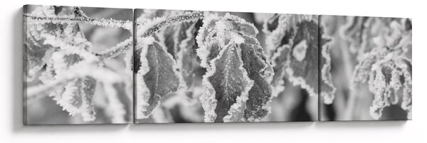 Obraz - Zmrzlé listy, černobílá (170x50 cm)