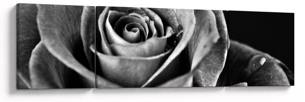 Obraz - Růže, černobílá (170x50 cm)