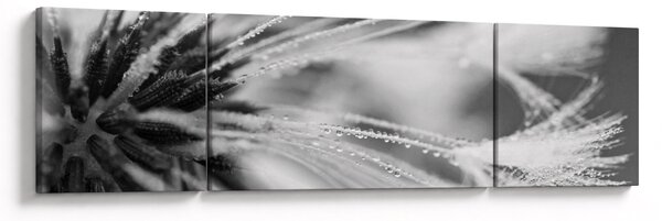 Obraz - Makro, černobílá (170x50 cm)