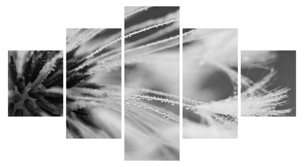 Obraz - Makro, černobílá (125x70 cm)