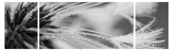 Obraz - Makro, černobílá (170x50 cm)