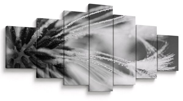 Obraz - Makro, černobílá (210x100 cm)