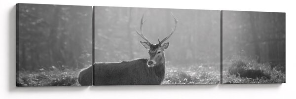 Obraz - Jelen v lese, černobílá (170x50 cm)