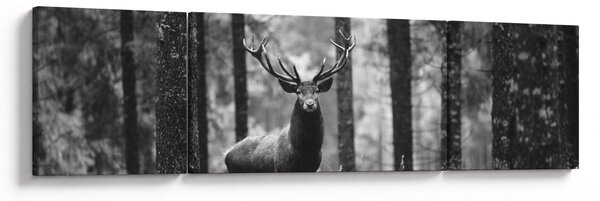 Obraz - Jelen v lese 2, černobílá (170x50 cm)