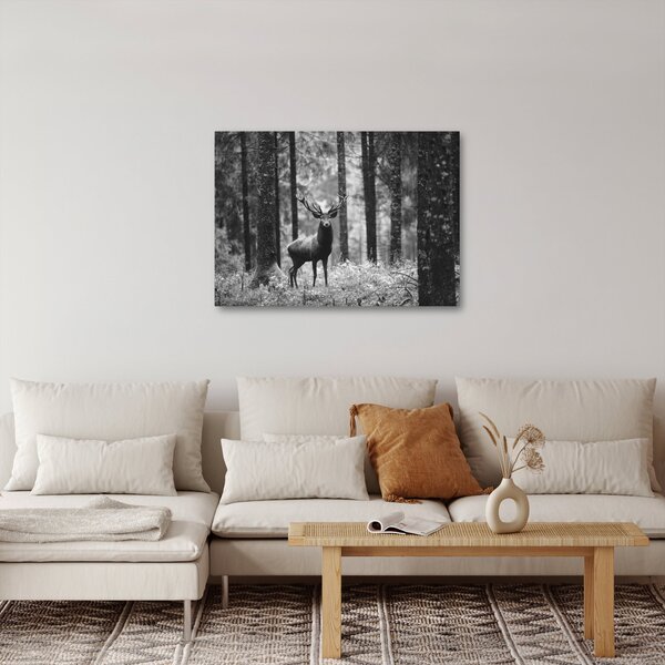 Obraz - Jelen v lese 2, černobílá (70x50 cm)