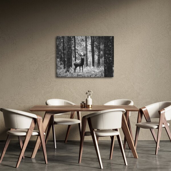 Obraz - Jelen v lese 2, černobílá (70x50 cm)