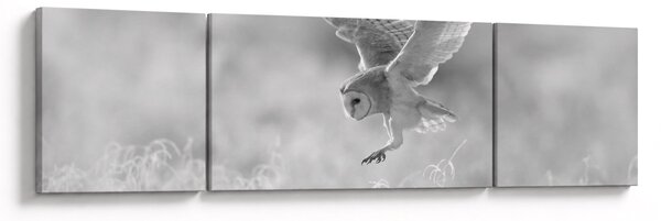 Obraz - Sova, černobílá (170x50 cm)