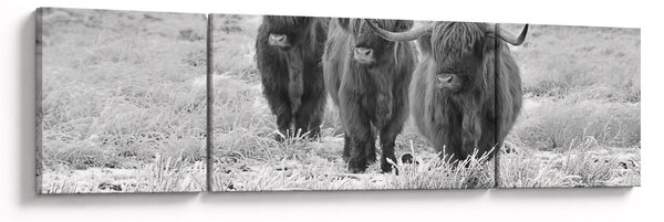 Obraz - Skotské krávy, černobílá (170x50 cm)