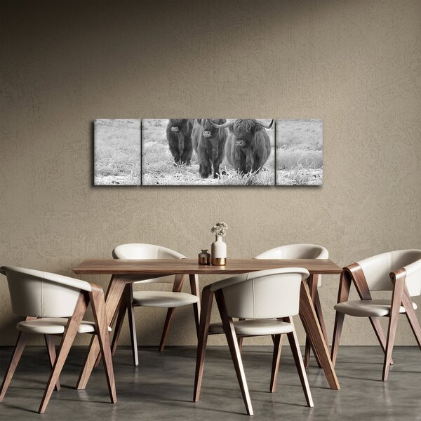 Obraz - Skotské krávy, černobílá (170x50 cm)