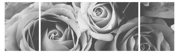 Obraz - Růže, černobílá (170x50 cm)