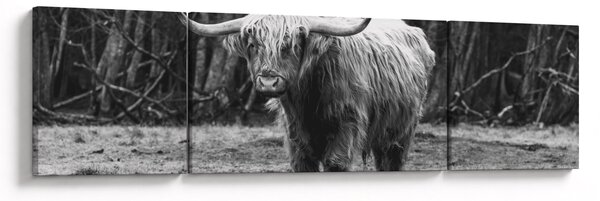 Obraz - Skotská kráva 3,černobílá (170x50 cm)