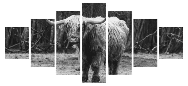 Obraz - Skotská kráva 3,černobílá (210x100 cm)