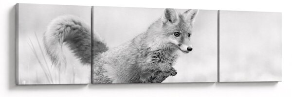 Obraz - Skákající liška, černobílá (170x50 cm)