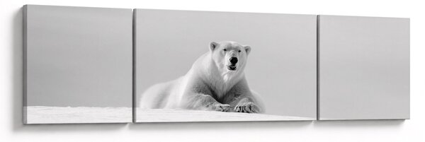 Obraz - Lední medvěd, černobílá (170x50 cm)