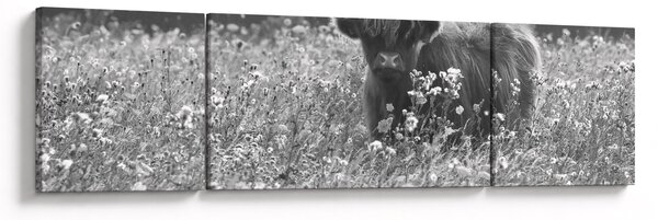 Obraz - Skotská kráva 5, černobílá (170x50 cm)