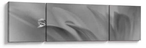 Obraz - Kapka na květu, černobílá (170x50 cm)