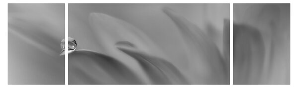 Obraz - Kapka na květu, černobílá (170x50 cm)