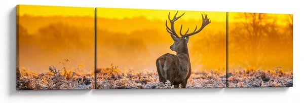 Obraz - Jelen při východu slunce (170x50 cm)