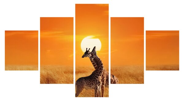 Obraz - Žirafy v národním parku Serengeti (125x70 cm)