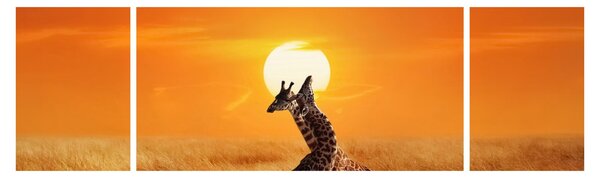 Obraz - Žirafy v národním parku Serengeti (170x50 cm)