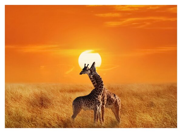 Obraz - Žirafy v národním parku Serengeti (70x50 cm)