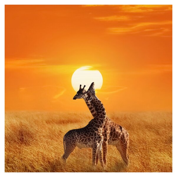 Obraz - Žirafy v národním parku Serengeti (30x30 cm)