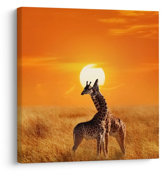 Obraz - Žirafy v národním parku Serengeti (30x30 cm)