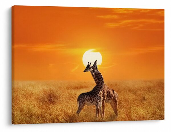 Obraz - Žirafy v národním parku Serengeti (70x50 cm)
