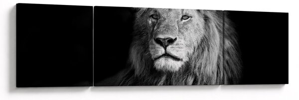 Obraz - Lev, černobílá (170x50 cm)