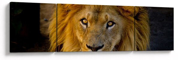Obraz - Portrét lva (170x50 cm)