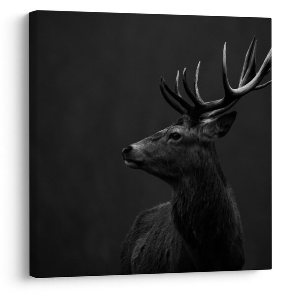 Obraz - Portrét jelena (30x30 cm)