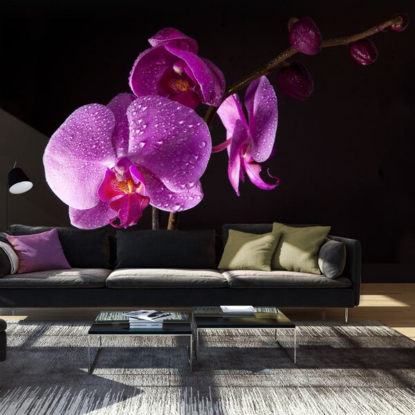 Fototapeta - Rosa na orchideji I 450x270 + zdarma lepidlo