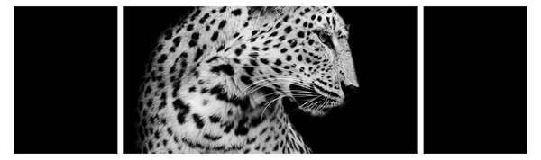 Obraz - Leopard (170x50 cm)
