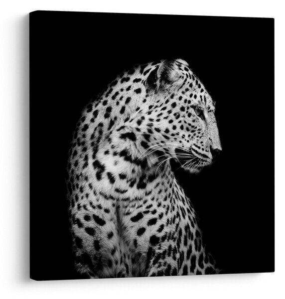 Obraz - Leopard (30x30 cm)