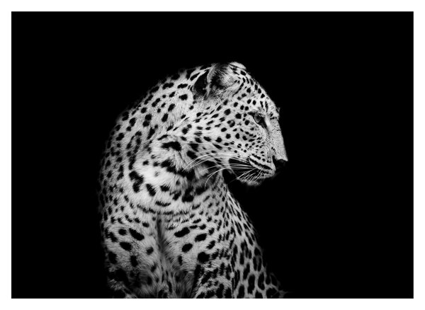 Obraz - Leopard (70x50 cm)