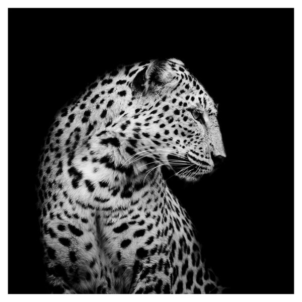 Obraz - Leopard (30x30 cm)