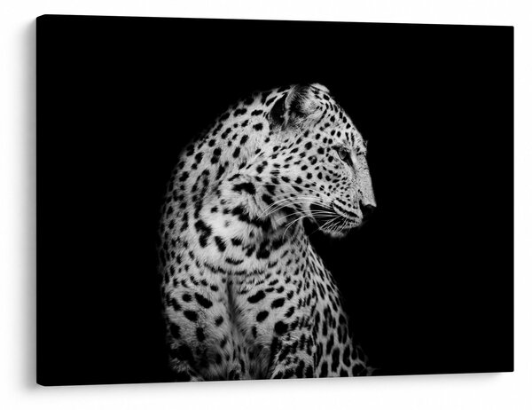Obraz - Leopard (70x50 cm)