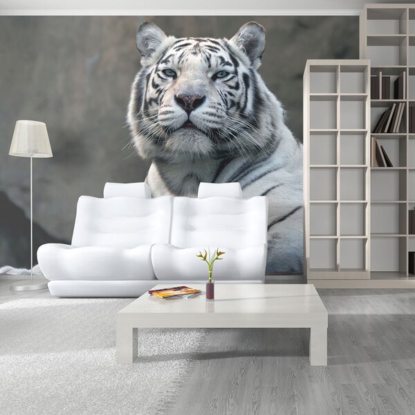 Fototapeta - Bengálský tygr v zoo II 450x270 + zdarma lepidlo