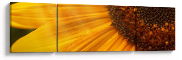 Obraz - Slunečnice (170x50 cm)