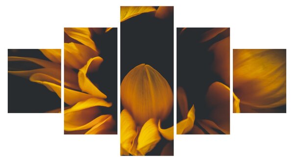 Obraz - Slunečnice v černém pozadí (125x70 cm)