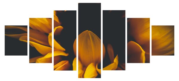 Obraz - Slunečnice v černém pozadí (210x100 cm)