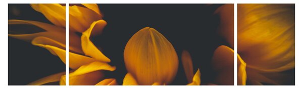 Obraz - Slunečnice v černém pozadí (170x50 cm)