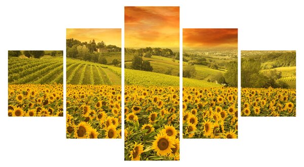 Obraz - Slunečnicové pole (125x70 cm)