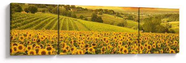 Obraz - Slunečnicové pole (170x50 cm)