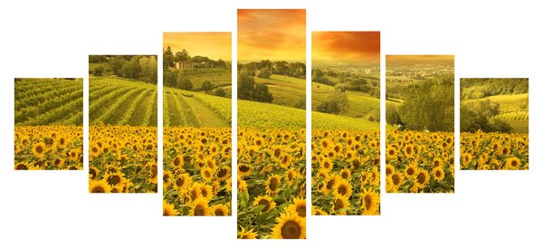 Obraz - Slunečnicové pole (210x100 cm)