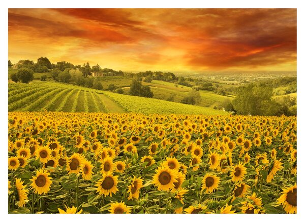 Obraz - Slunečnicové pole (70x50 cm)