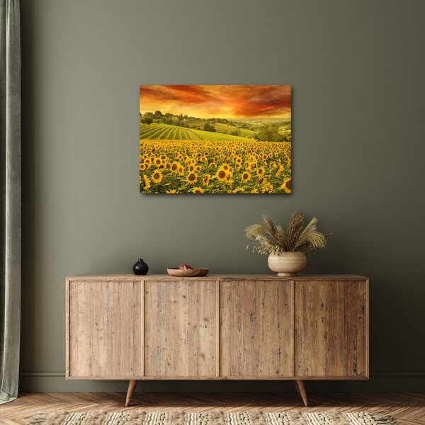 Obraz - Slunečnicové pole (70x50 cm)