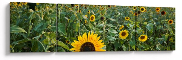 Obraz - Slunečnicové pole II. (170x50 cm)