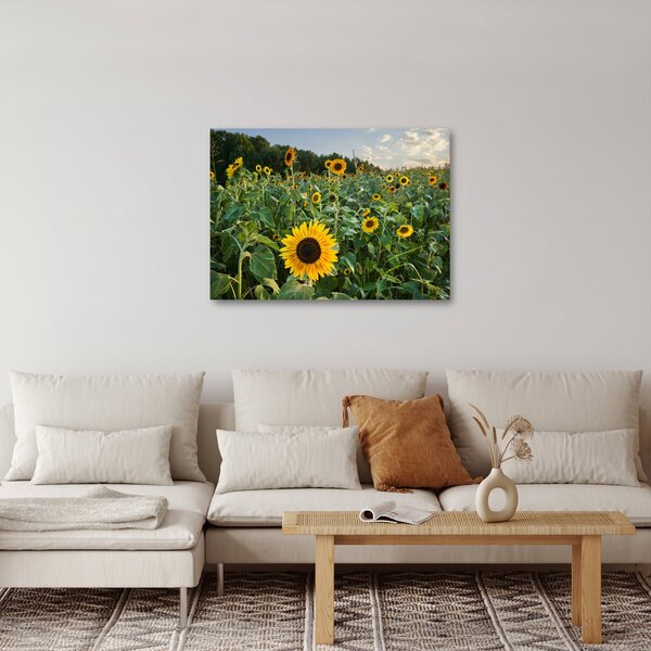 Obraz - Slunečnicové pole II. (70x50 cm)