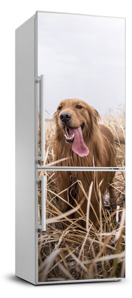 Nálepka fototapeta lednička Golden retriever FridgeStick-70x190-f-122552617